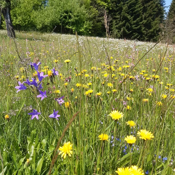 2020_Blumenwiese_Haslachhof.jpg